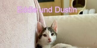 Tiere in die Familie holen mit Herz und Verstand! Zuhause gefunden!