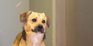 MAX hat Trennungsangst – VERMITTELT –