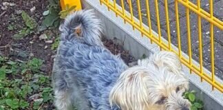 Hündchen in großer Not! Neues Zuhause gefunden bei einer Familie, die schon einen Hund und zwei Katzen von uns hat!