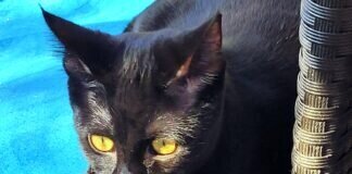 Sonnenschein Frida! Zuhause gefunden!