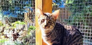 Das Miezchen im Tigerfell! Zuhause gefunden!