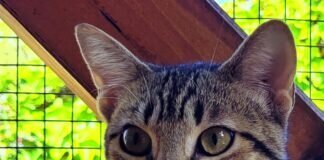 Bereit zum Umzug in eine Familie!