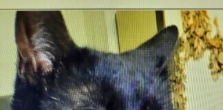 Vermisst jemand diesen Kater!