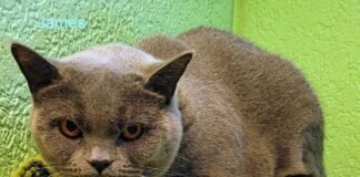 Britischer Adel! Zuhause gefunden!