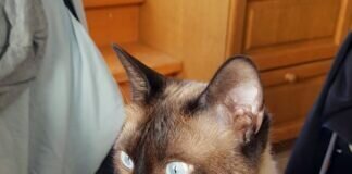 Siamschönheit Rufi!