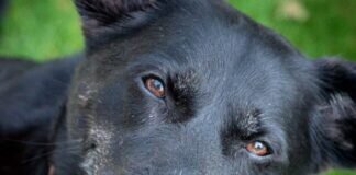 Hundeopi verliert sein Zuhause!