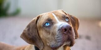 Treu, motiviert und aufmerksam – PACO –