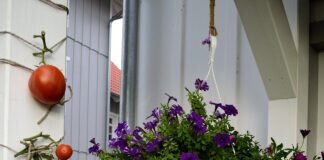 Frühherbstlicher Blumenreigen im Schwedendorf zu Grünberg.