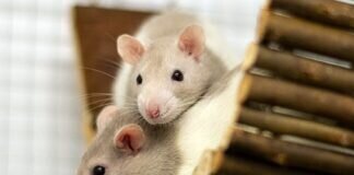 Die Rattenmännchen FIX & FOXY – VERMITTELT –