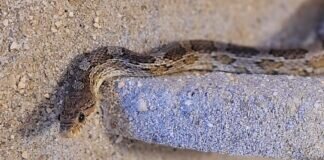 Eine Kornnatter namens FATE