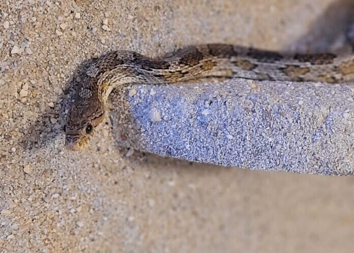 Fate-scaled-e1661507575547_inPixio