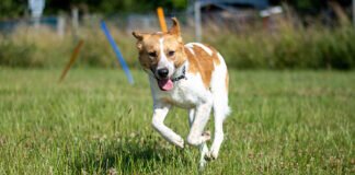 Frechdachs FILOU – VERMITTELT –