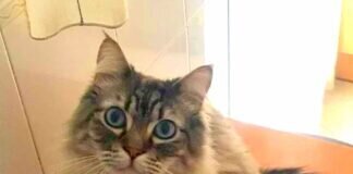 Chuik und Mau möchten ihr Herz erneut verschenken!