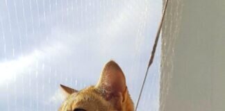 Außergewöhnliche Katzen heute in Maintower!