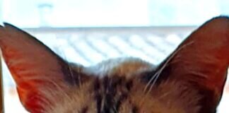 Menschen mit Herz gesucht!