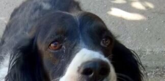 Süße kleine Hundoma Darina!