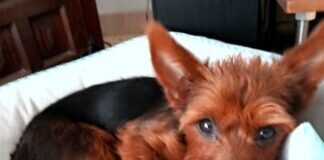 Sechs Kilo Liebenswürdigkeit! Zuhause gefunden!