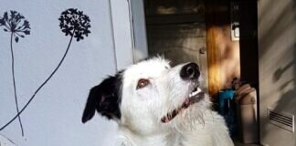 Eine Hündin zum Verlieben! Zuhause gefunden!