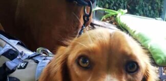 Zuhause gesucht! Zuhause gefunden! Zuhause gefunden!