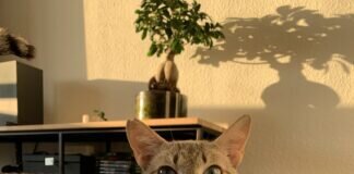 Goldschatz Jasmina ! Zuhause gefunden!