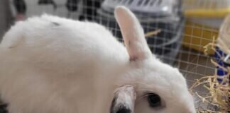 Kaninchen Mann JACKSON