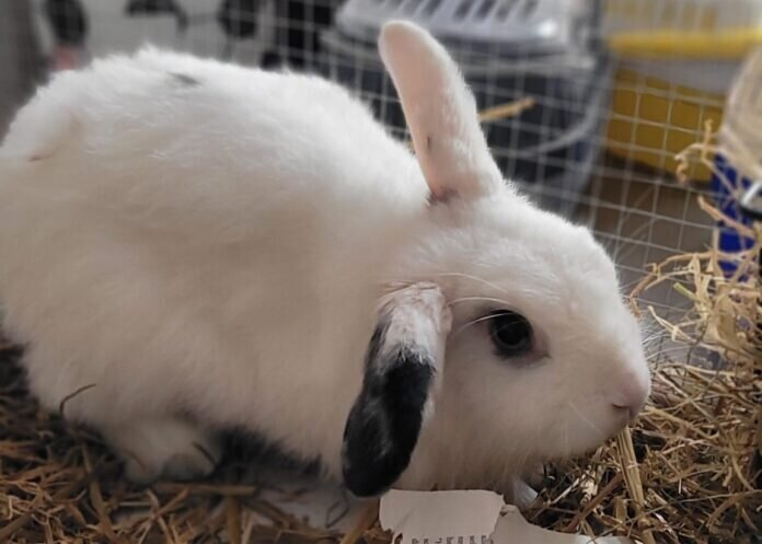 Jackson-scaled_inPixio