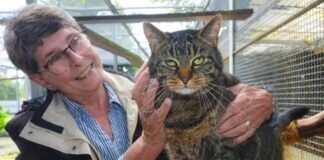 So ist es als Katzenstreichlerin im Tierheim Gießen zu helfen