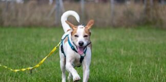 Auf dem Weg zur inneren Ruhe – LUCKY –