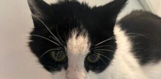 Armes Katerchen Mikesch