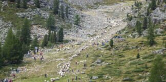 Wanderurlaub im Schnalstal – Den Schafen entgegen