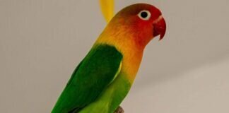 So schön wie ein Regenbogen – RAINBOW