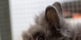 Plüschiges Kaninchen ROCKY