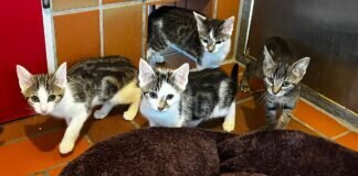 Veronika, Viktoria, Vaya, Valentina & Valentino