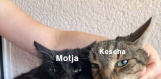 Allergien treten gehäuft auf! Zuhause gefunden!