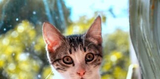 Rosin und Jamo möchten Ihr Herz und Heim erobern!