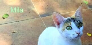Die zauberhafte Mila! Zuhause gefunden!