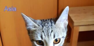 Bruder und Schwester auf Wohnungssuche! Auch die Katzenmama sucht noch ihre Menschen!