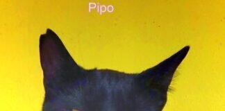 Pipo sucht Menschen mit Herz! Zuhause gefunden!