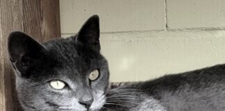 Der Star im Katzenzimmer! Zuhause gefunden!