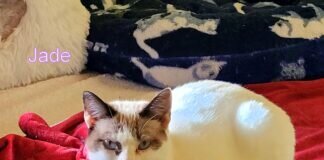 Wo ist die Familie für Mandy? Zuhause gefunden!