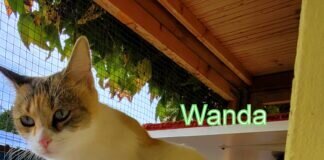 Die süße Wanda hat ein Zuhause gefunden!