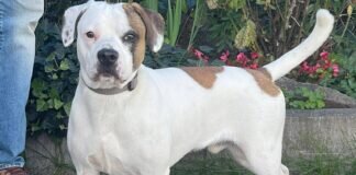 Rohdiamant BALOU – VERMITTELT –