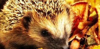 LASST DAS HERBSTLAUB FÜR MICH LIEGEN