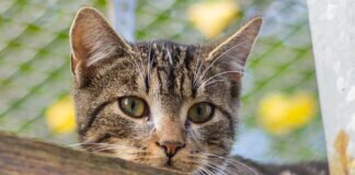 Sie liebt Ruhe und Zeit – AKIMBA – VERMITTELT