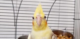 Nymphensittich Dame FRIEDA