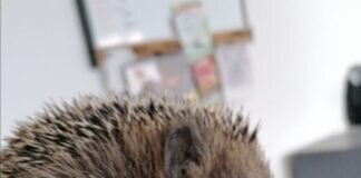 Herbstzeit – Igelzeit