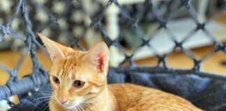 Zwei kleine Schönheiten! Zuhause gefunden!