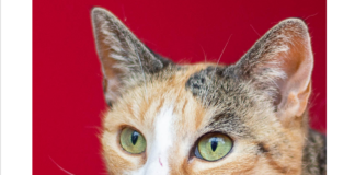 Liebt jede Streicheleinheit – SHAKIRA –