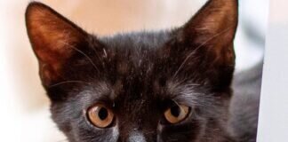 Aufgeweckt und verspielt – ASHOKA – VERMITTELT