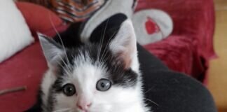 Mit Tom und Billy kommt Leben in die Bude